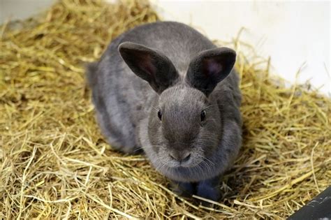 6 Types Of Hay For Rabbits Which One Is Best With Pictures Pet Keen