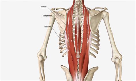 Erector Spinae Muscles Null Chiropractic