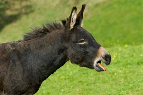 Police Seize Thousands Of Donkey Penises In Smuggling Operation Bust