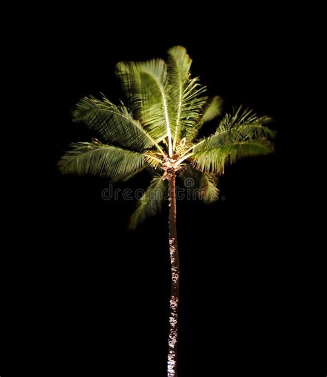 Tropical Palm Tree At Night Stock Photo Image Of Scene Outdoor 18598278