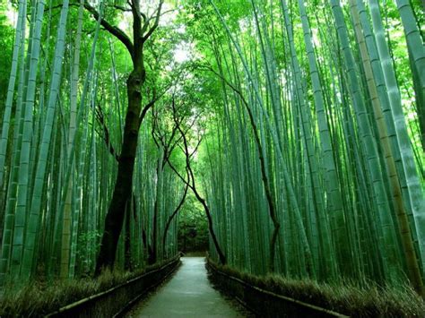 Increíble Bosque De Bambú En Japón Bamboo Forest Japan Bamboo Forest