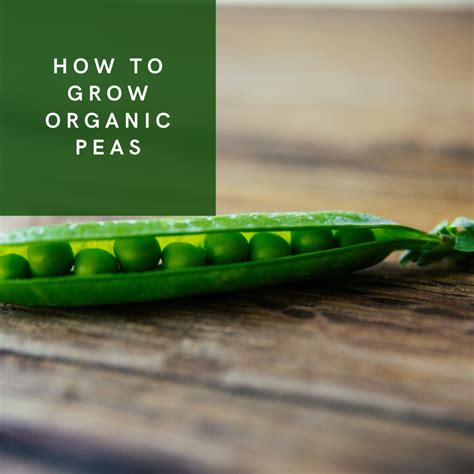 How To Grow Organic Garden Peas Hubpages