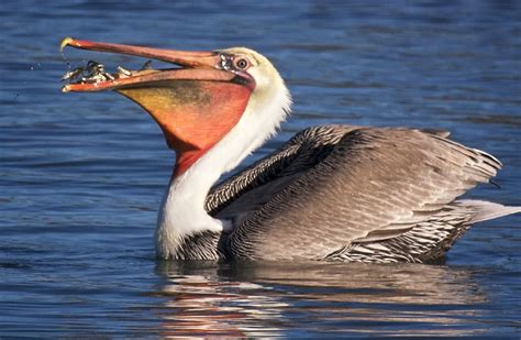 10 Amazing Bird Facts The Pelican