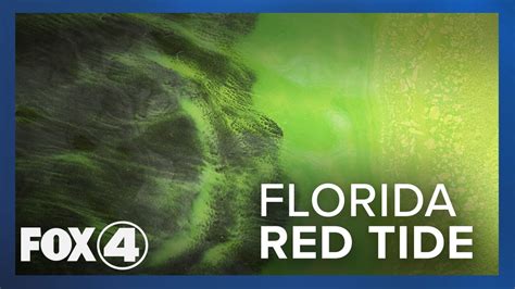 Red Tide Warning Near Marco Island Youtube