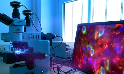 3 Advantages Of Re Scan Confocal Microscopy