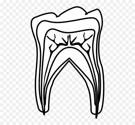 Molar Tooth Diagram