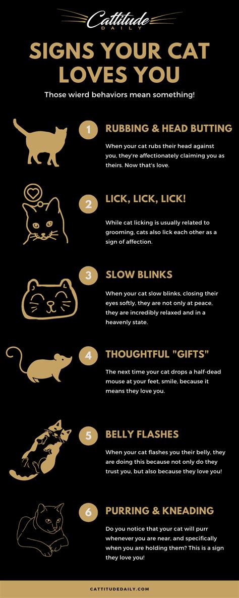 Signs Your Cat Loves You Cat Love Love You Pet Hacks