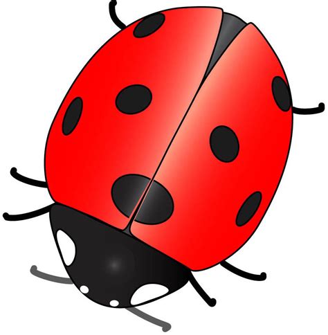 Cartoon Animal Clipart Ladybug 20 Free Cliparts Download Images On