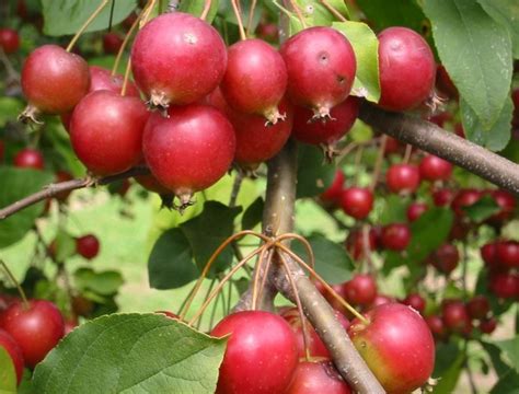 Is there a crab apple tree that does not produce fruit or a plum tree. Crab apple Juice and Jam | Crab apple, Crabapple tree