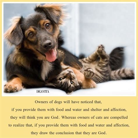 Pets Sayings Dogs And Cats Quotes And Cute Images Cats Dogs Funny