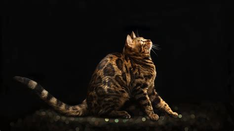 Animal Bengal Cat 4k Ultra Hd Wallpaper