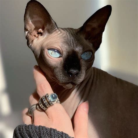 15 Reasons Why Sphynx Cats Are Not Just Cool Theyre Super Cool The Paws Cute Hairless Cat
