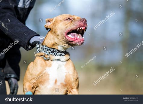 158 Vicious Pit Bull Images Stock Photos 3d Objects And Vectors