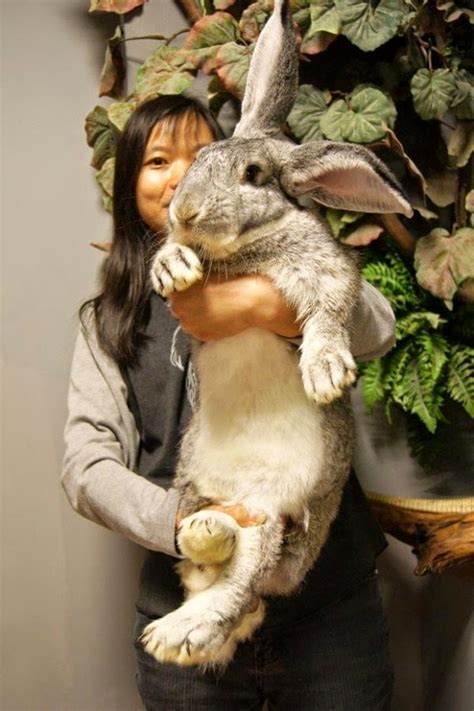 Nidokidos Worlds Largest Rabbit Breed Extremely Big Rabbits