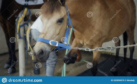 A Brown Horse With A Leash On Head Close Up At A Horse Breeding Farm
