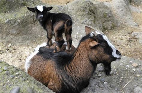 20 Adorabaaal Goats That Totally Rock Our Haaarts Bright Side