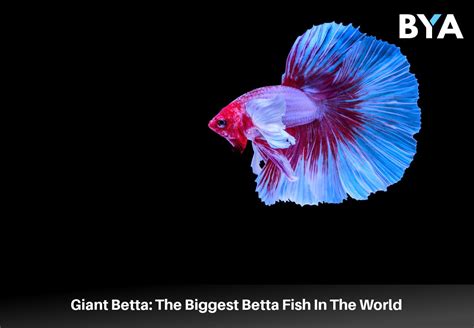 Giant Betta The Biggest Betta Fish In The World