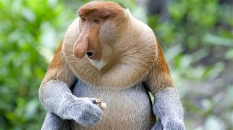 Download Fat Ugly Monkey Pictures