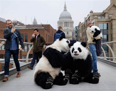 Pandas Can Poop Up To 40 Times A Day Pandamonium In London Pictures