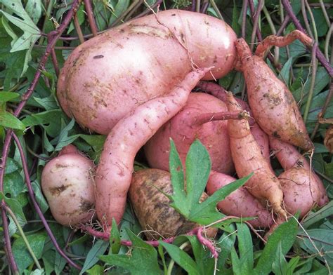 Photo Of The Roots Of Sweet Potato Ipomoea Batatas Willow Leaf