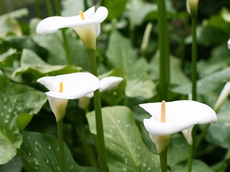 Calla Lily Care Growing Watering Flowering Propagation Plant Index
