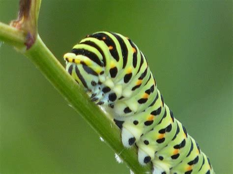 Wild And Wonderful Lepidoptera ~ Swallowtail Caterpillars In Norfolk