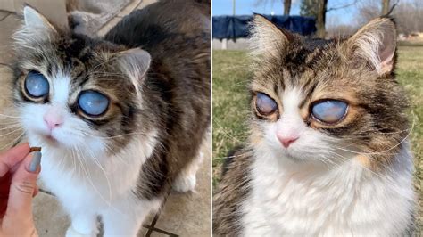 Meet Pico The Blind Cat From Canada With Huge Eyes Big World Tale