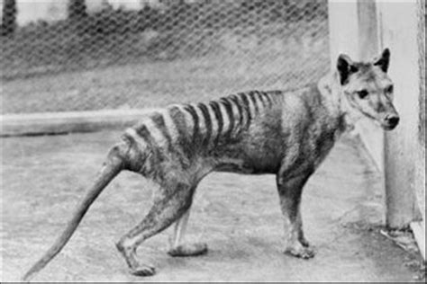 These Are The 11 Extinct Animals On The List To Be Brought Back To Life