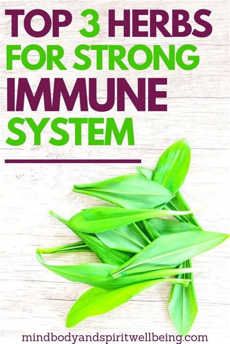 Immune boosting healthy meal plan that help you fight diseases.buy natural immunity. Top 3 Immune Boosting Plants to Build Your Defense ...