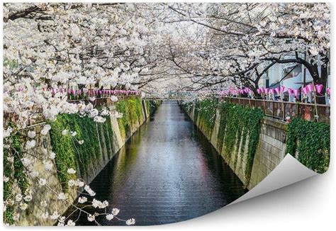 Fototapetypl Kanał Meguro Wiosna Kwiaty Drzewa Tokio Fototapeta