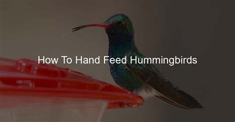 How To Hand Feed Hummingbirds Yummingbird