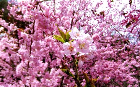 Nature Cherry Blossoms Flowers Spring Pink Flowers Wallpapers Hd