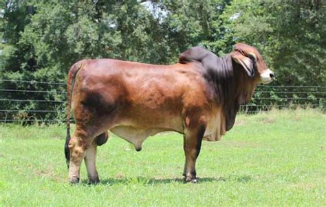 B.r cutrer is the proud home to some of the most respected sires in the brahman world, including the finest sires for performance, beef, calving ease, and show ring. Brahman Bulls for Sale in Florida | Buy Brahman Bulls ...