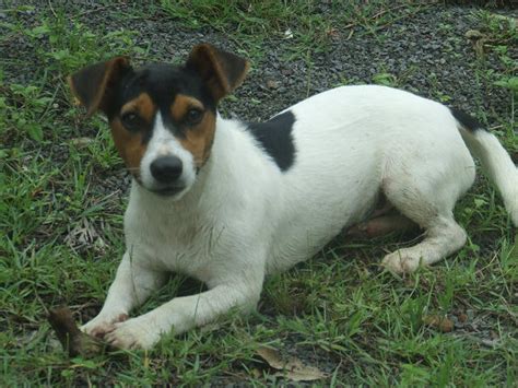 For Sale Jack Russel X Mini Foxy Boy Months Old