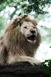 10,000 yo cave lion cubs found in siberia go on show. Lions For Sale