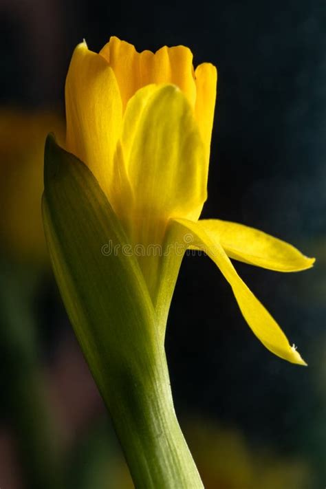 Fresh Narcissus Fresh Yellow Daffodil Spring Background Narcissus