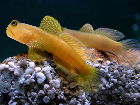 Fish Index Yellow Watchman Goby Cryptocentrus Cinctus