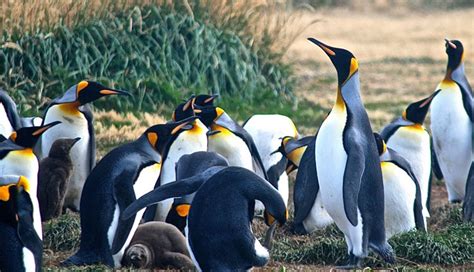 The latest tweets from @penguins 5 Places To Spot Penguins in Chile - lifeberrys.com