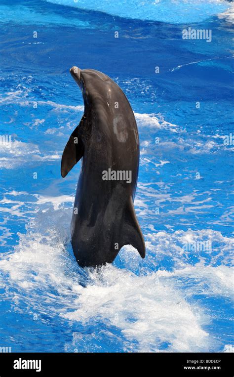 Dolphin Jumping Out Of The Water Hi Res Stock Photography And Images