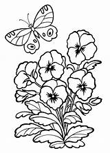 Pansy Coloring Flowers sketch template