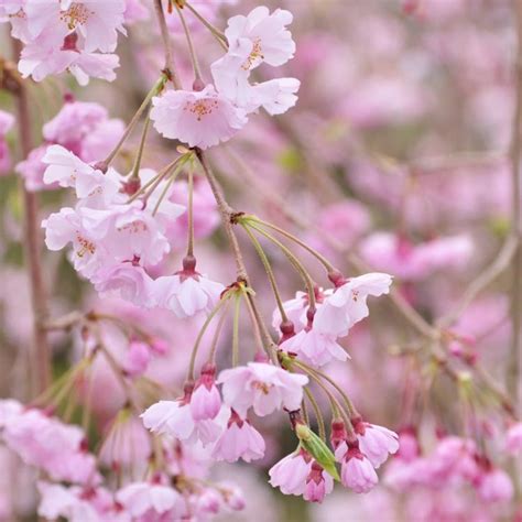 Double Flowering Weeping Cherry Tree Home Alqu