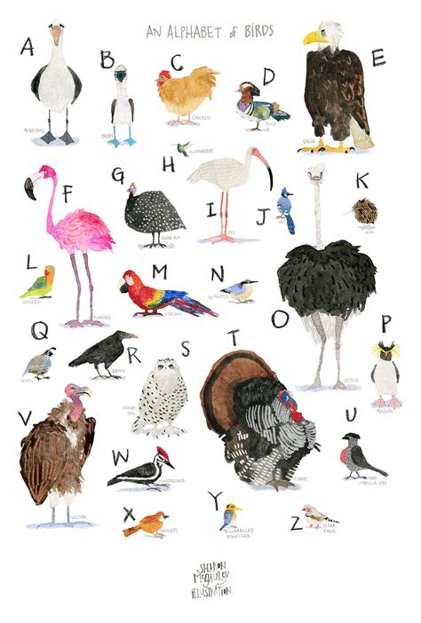 Bird Alphabet Print Bird Abc Poster For Nursery Or Kids Room Etsy