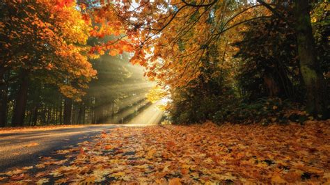 Fall Leaves On Road Between Forest With Sunbeam Hd Nature Wallpapers