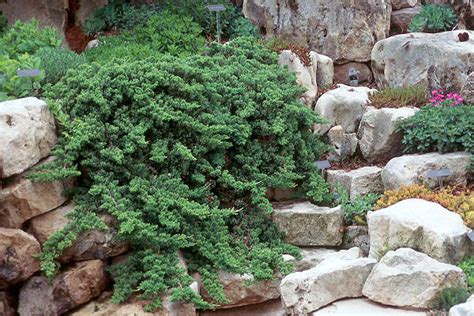 It is frequently used for indoor bonsai plantings as well. Juniperus procumbens 'Nana' | Landscape Plants | Oregon ...