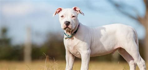 White Pitbull What To Expect From This Beautiful Shade