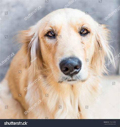 Golden Retriever Dog Sad Face Expression Stock Photo 175214486