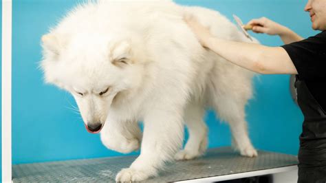 Shaving Your Samoyed Will Its Coat Grow Back Paws And Learn