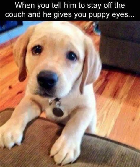 30 Best Labrador Memes Of All Time The Paws