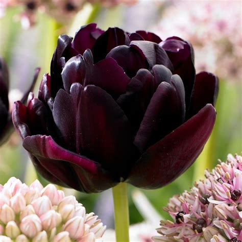 Buy Double Late Tulip Bulbs Tulipa Black Hero Delivery By Waitrose
