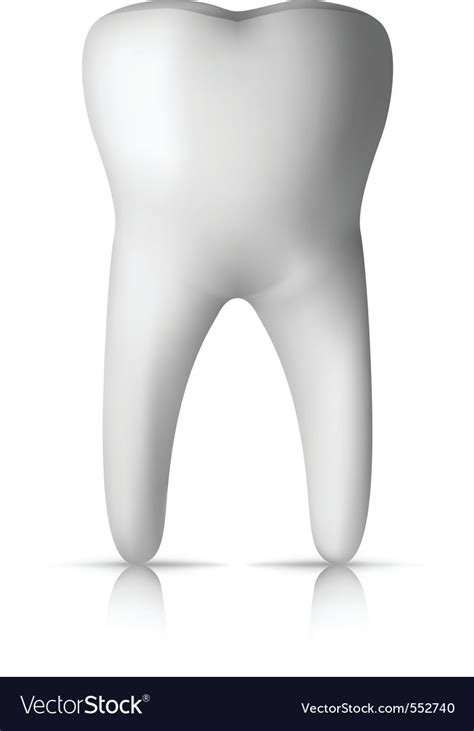 Molar Tooth Royalty Free Vector Image Vectorstock